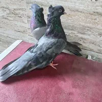 سبز
