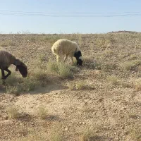 فروش یک عدد بره نر