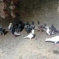 کفتر