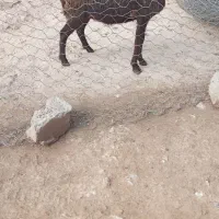 گوسفند بره بز میش قوچ بزغاله