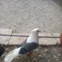 پشتی ماده