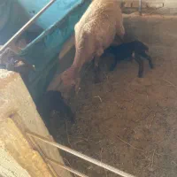 شیشک ماده همو راس هر کدام ۲ بره