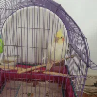 عروس هلندی