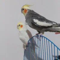 طوطی عروس نر