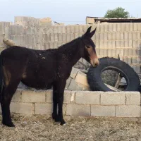 یک راس کره قاطر ماچکی یک ساله سالم وسرحال