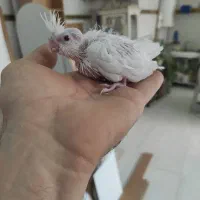جوجه عروس آلبینو