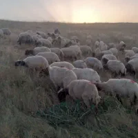 فروش آب و مرتع و یا نگهداری از گوسفندان