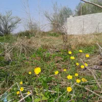 ۲۷۰ متر زمین مسکونی در شکاکم با ویو ابدی شالیزار