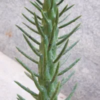 گیاه کاکتوس سیلندریکا