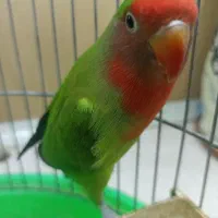 طوطی برزیلی نر و آماده جفت و قفسه رایگان