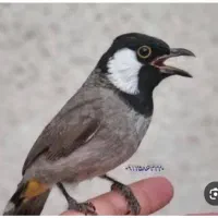 معاوظه با عروس هلندی ماده