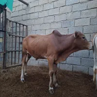 گوساله نر