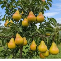 پیوند انواع درختان میوه(گلابی گردو و ..