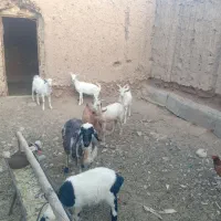 بزغاله نرسانن