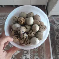 تخم بلدرچین نطفه دار