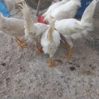 خروس سفید