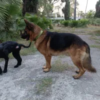 سگ ژرمن اصیل