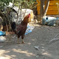 فروش خروس محلی مرغ گلین خروس لاری