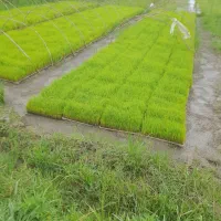 فروش نشا هاشمی و دمسیاه پرپشت
