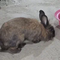 خرگوش
