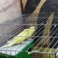 مرغ عشق لتینو چشم شرابی