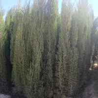 تولیدی سرو و نخل از همه نژادها