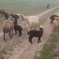 بز مال داشتی