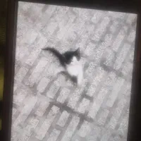 درمان گربه