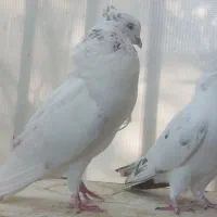 کبوتر ساعت سنگین پرشی تظمینی