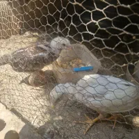 جوجه لاری اصل