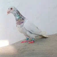 کفتر|پرنده|میان جلگه, |دیوار