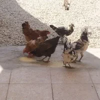 مرغ و خروس