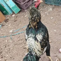 مرغوخروس‌محلی