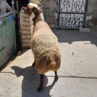 قوچ فروشی ۳سال