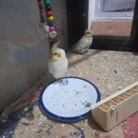 عروس هلندی