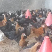 جوجه محلی بزرگ