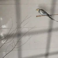 عروس هلندی  ، گل بسر ، سهره خاکی
