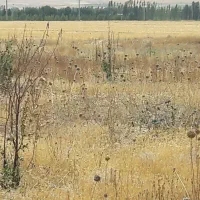 کارگر ساده