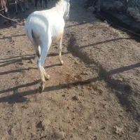 الاغ ماده جوان