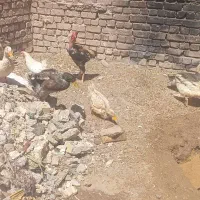خروس لاری
