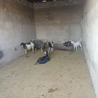 فروش بره و کهره نر چاق