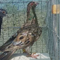 سرور دورگ شکلاتی