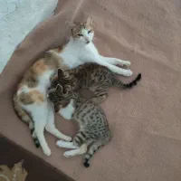 واگذاری بچه گربه