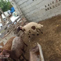 بره نر اصل جنس قربانی