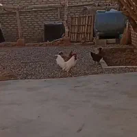 خروس جوان درشت