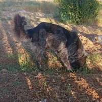 سگ قدرجونی