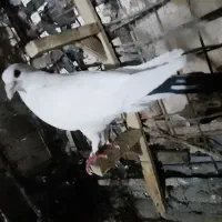 سفید سو دم سیاه
