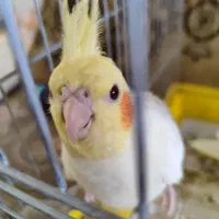 عروس هلندی