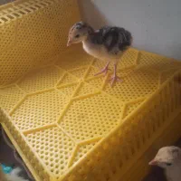 جوجه بوقلمون یک روزه و ۱۵ روزه