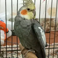عروس هلندی نر